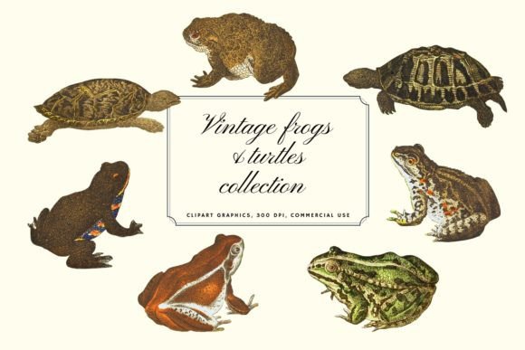 Charming Vintage Illustrations for Modern Design