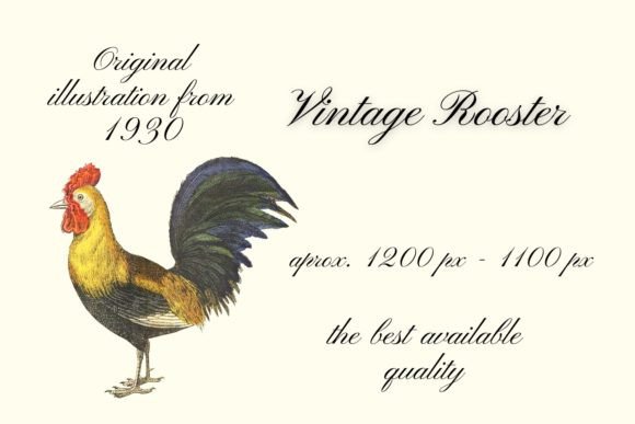 Vintage Rooster Illustration: Homestead Charm for Modern Design